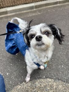 チップ　ワンピース